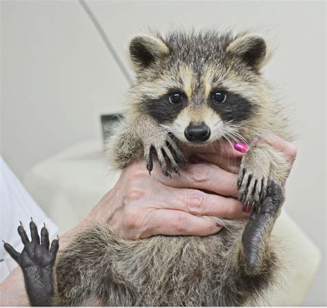 12 week old raccoon.